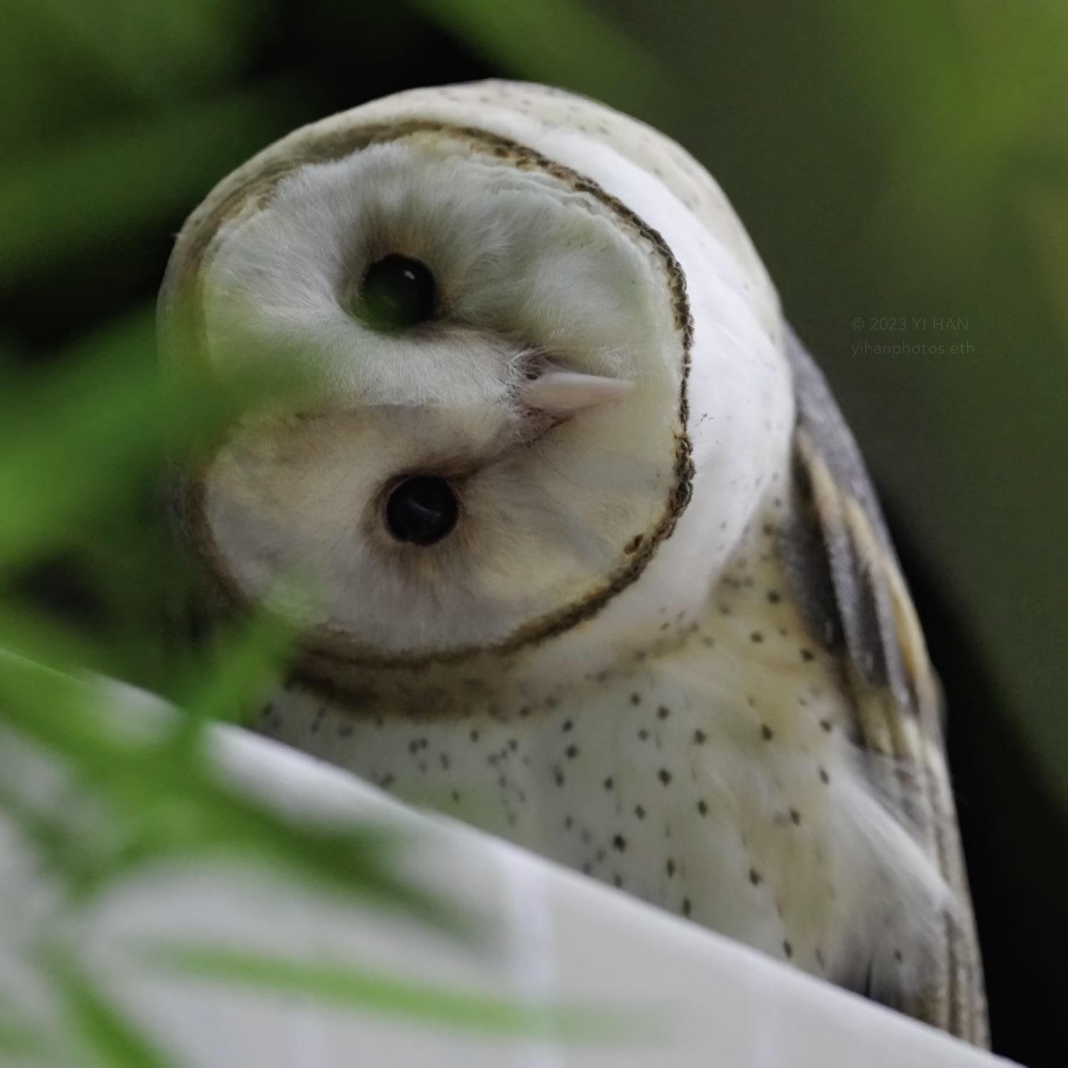 barn owl_8